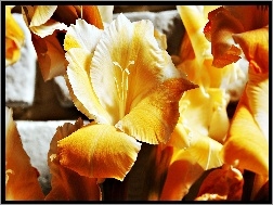 Żółte, Gladiole